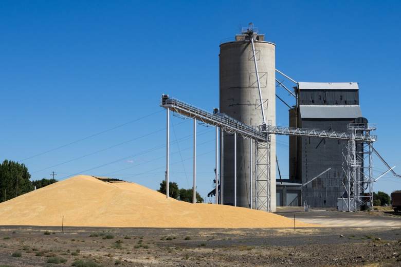 12 сентября в госфонд РФ закупили более 22 950 тонн зерна